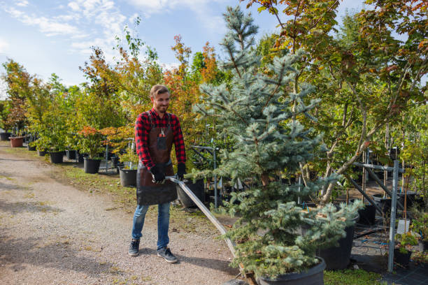 Thompson Falls, MT Tree Services Company