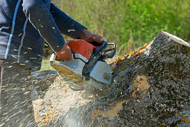 Seasonal Cleanup (Spring/Fall) in Thompson Falls, MT